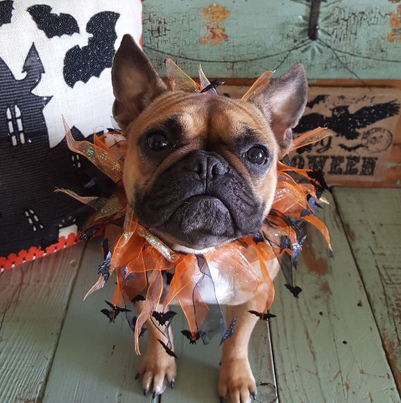 Meet your Posher, Joan - Picture 1 of 1